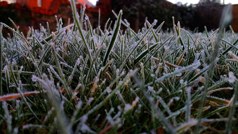Frost Grass Winter Free photo on Pixabay Pixabay