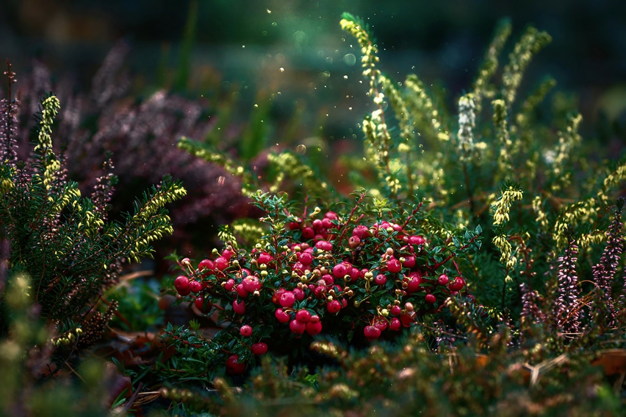 Cranberries Fruit Plant Free photo on Pixabay
