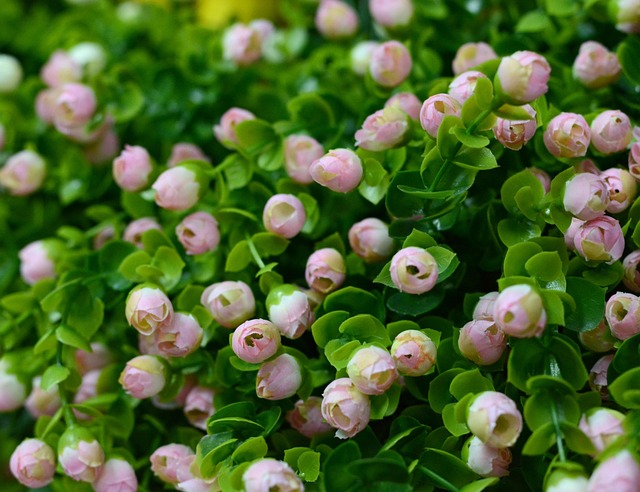 Free Flower Green photo and picture