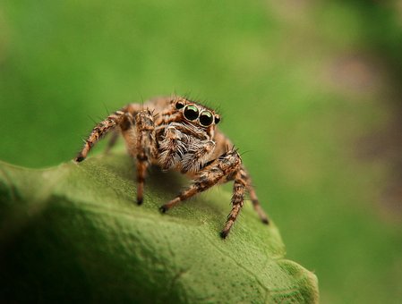 Free Spider Webspider photo and picture