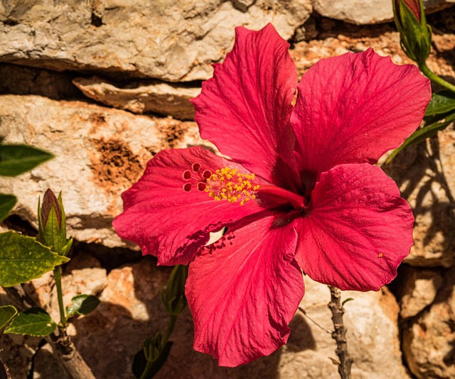 Hibiskus, Blume, Rot, Blütenblätter