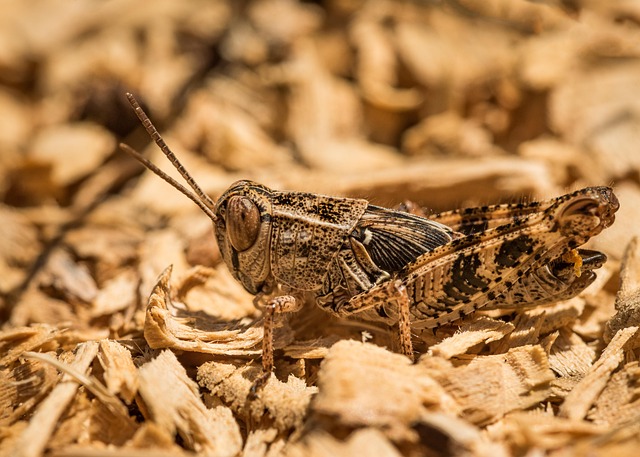 Insekt, Heuschrecke, Jumper, Natur