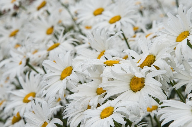 Gänseblümchen, Schöne Blumen