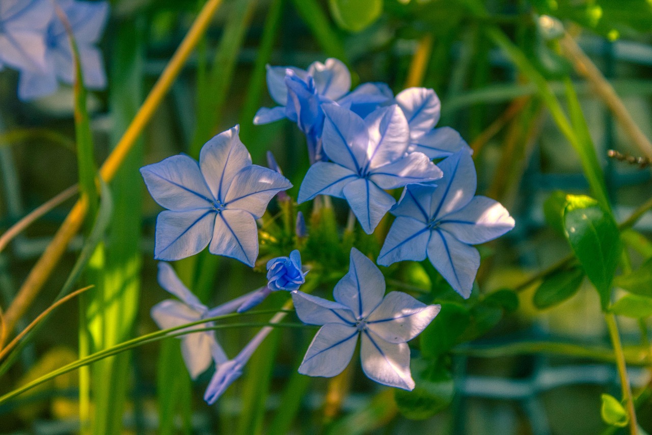 Flowers Beauty Flower Free photo on Pixabay Pixabay