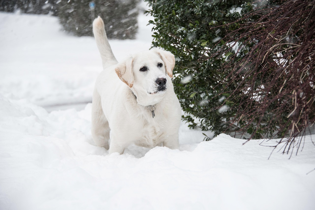 Wunderbar Schne Labrador Sprche Bilder