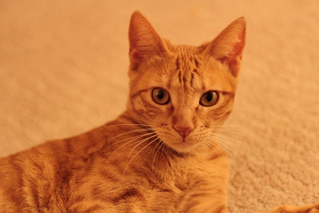 Free Cat Orange photo and picture