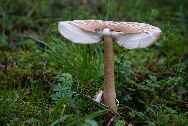 Free Giant Screen Fungus Mushroom photo and picture