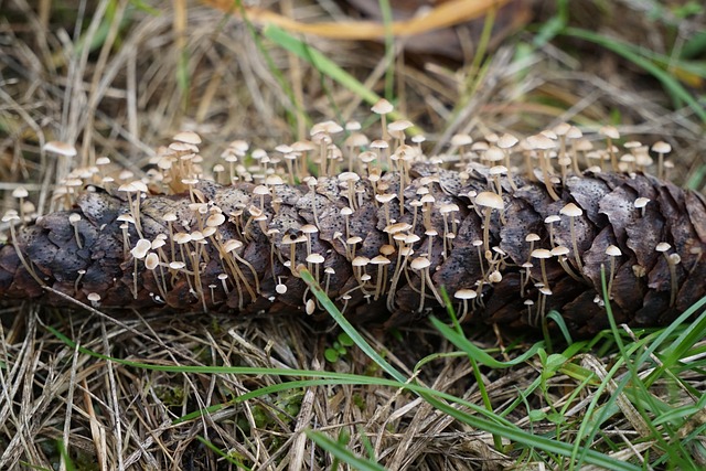 Free Mushrooms Tap photo and picture