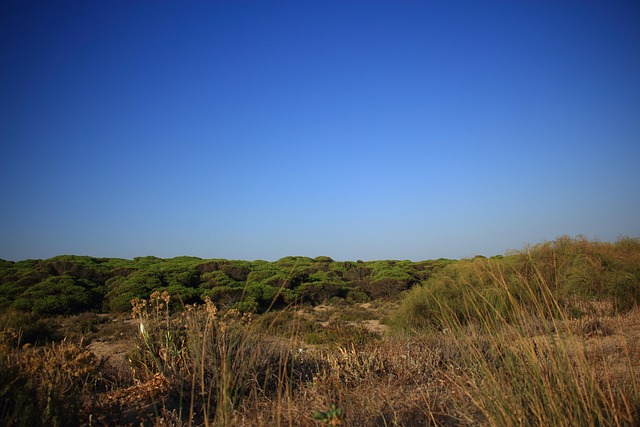 Free Beach Pine Trees photo and picture