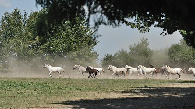 Paarden, Rennen, Natuur, Kudde, Dier