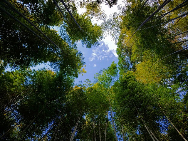 Free Bamboo Nature photo and picture