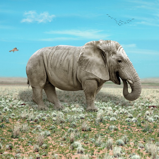 Tutorials, Afrika, Tiere, Elefant