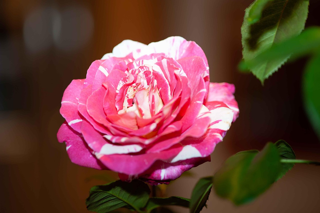 Pink Rotted Roses Rose Blume - Kostenloses Foto auf Pixabay - Pixabay