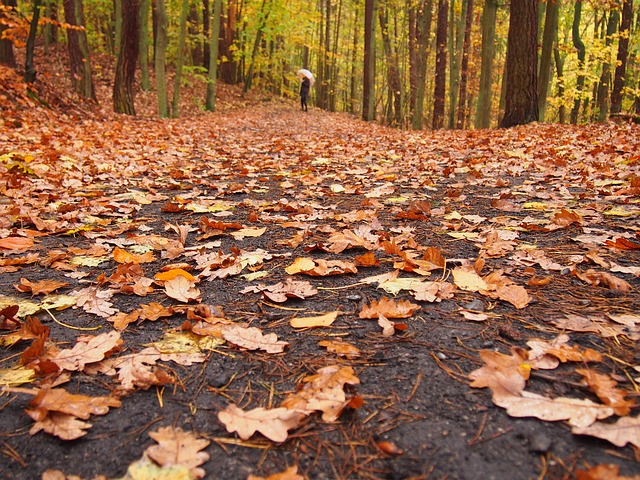 Herbst, Blätter, Wald, Natur, Bäume