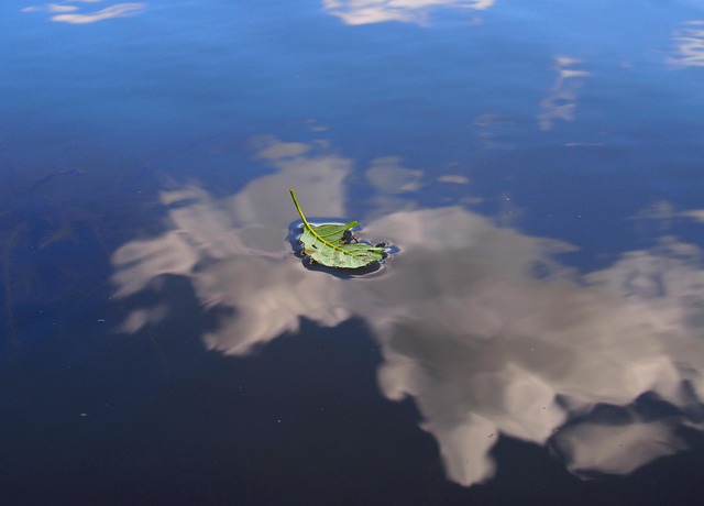Wasser, Blatt, Natur, Wolke