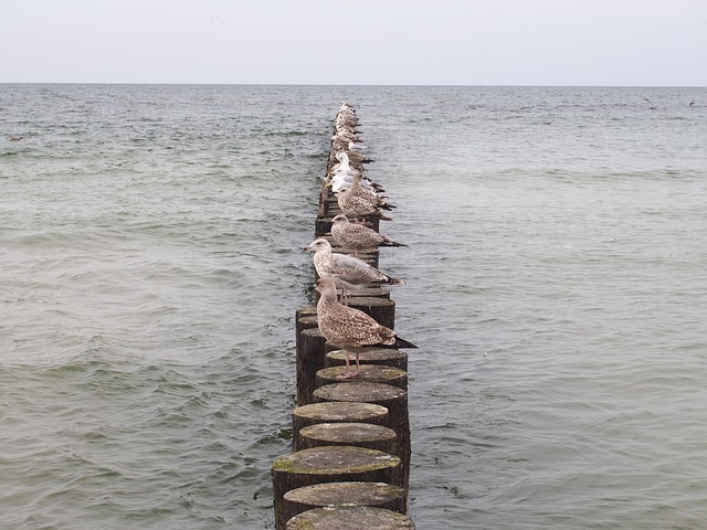 Meer, Wellenbrecher, Möwen