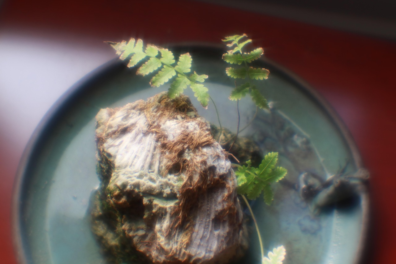Planta Verde Plantas Verdes Estilo Foto