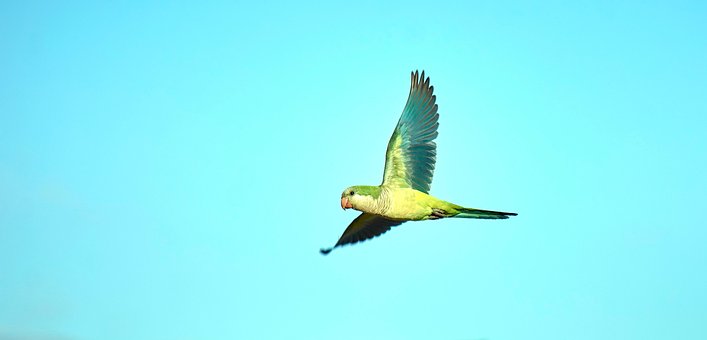Vogels Vliegen, Hd-Achtergrond, Vogel