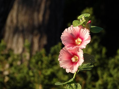 Free Flower Nature photo and picture