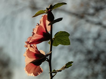 Free Flower Nature photo and picture
