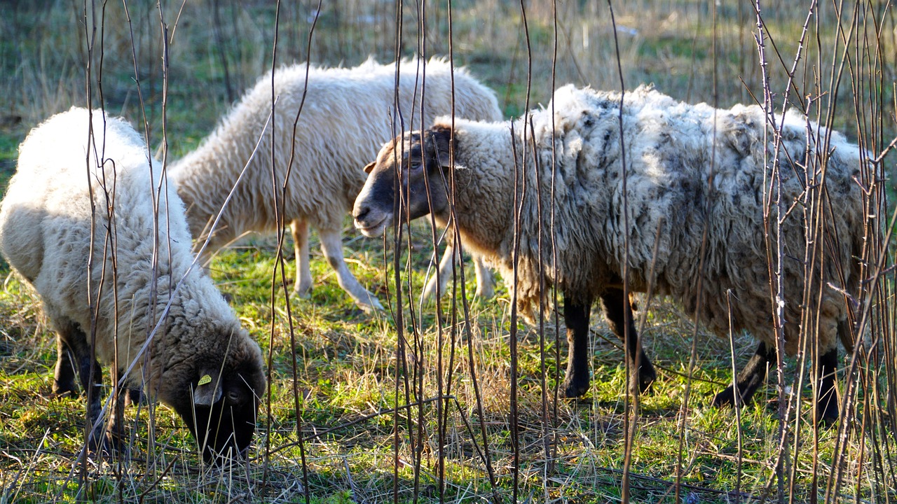 Sheep Animals Pasture - Free photo on Pixabay - Pixabay
