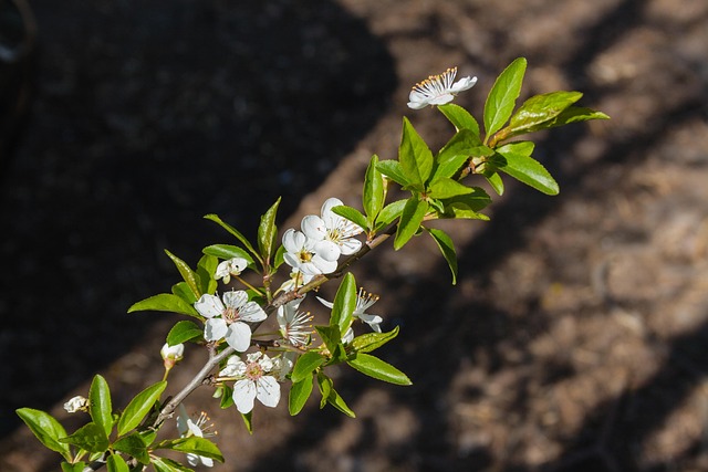 Free Blossom Twig photo and picture