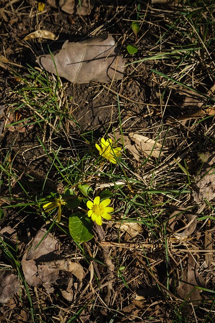 Free Flower Yellow photo and picture