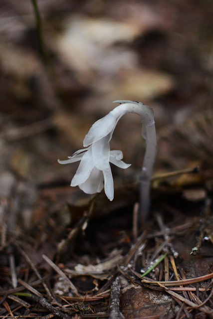 Spøgelsesrør, Monotropa Uniflora, Plante