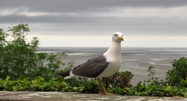 Zeemeeuw, Zee, Natuur