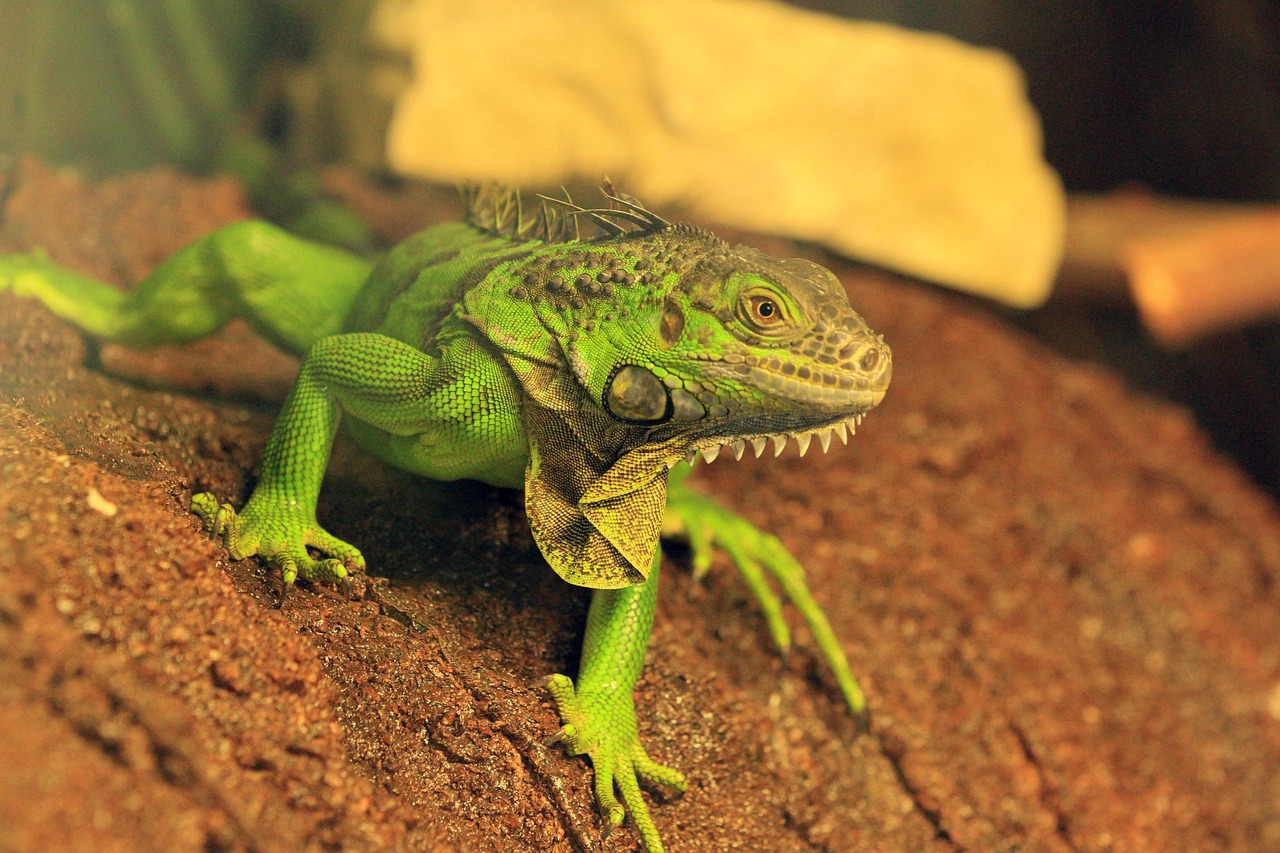 Iguana - free online jigsaw puzzle photo