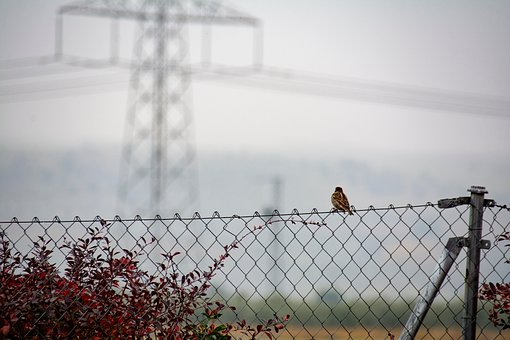 Free Landscape Fog photo and picture