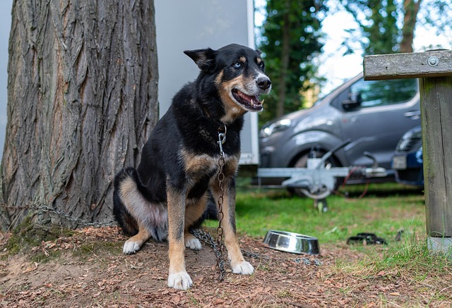 Hund, Eckzahn, Leine, Gras, Hündchen