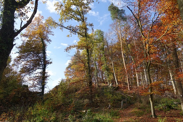Herbst, Wald, Natur, Baum, Farben