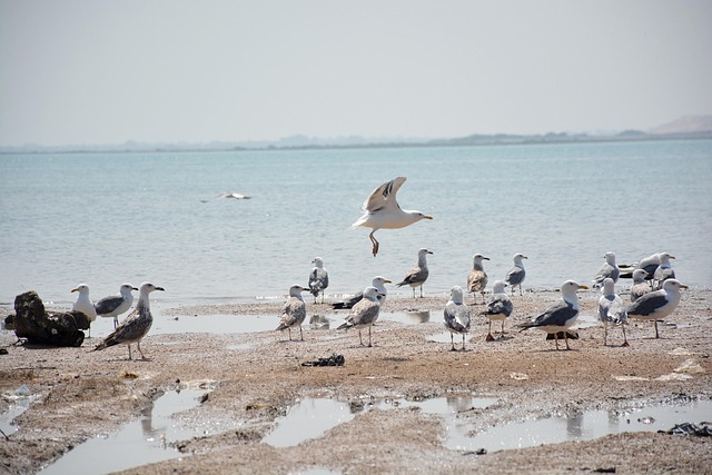 Free Gulls Coast photo and picture