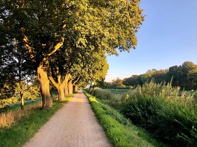 Free Nature Avenue photo and picture