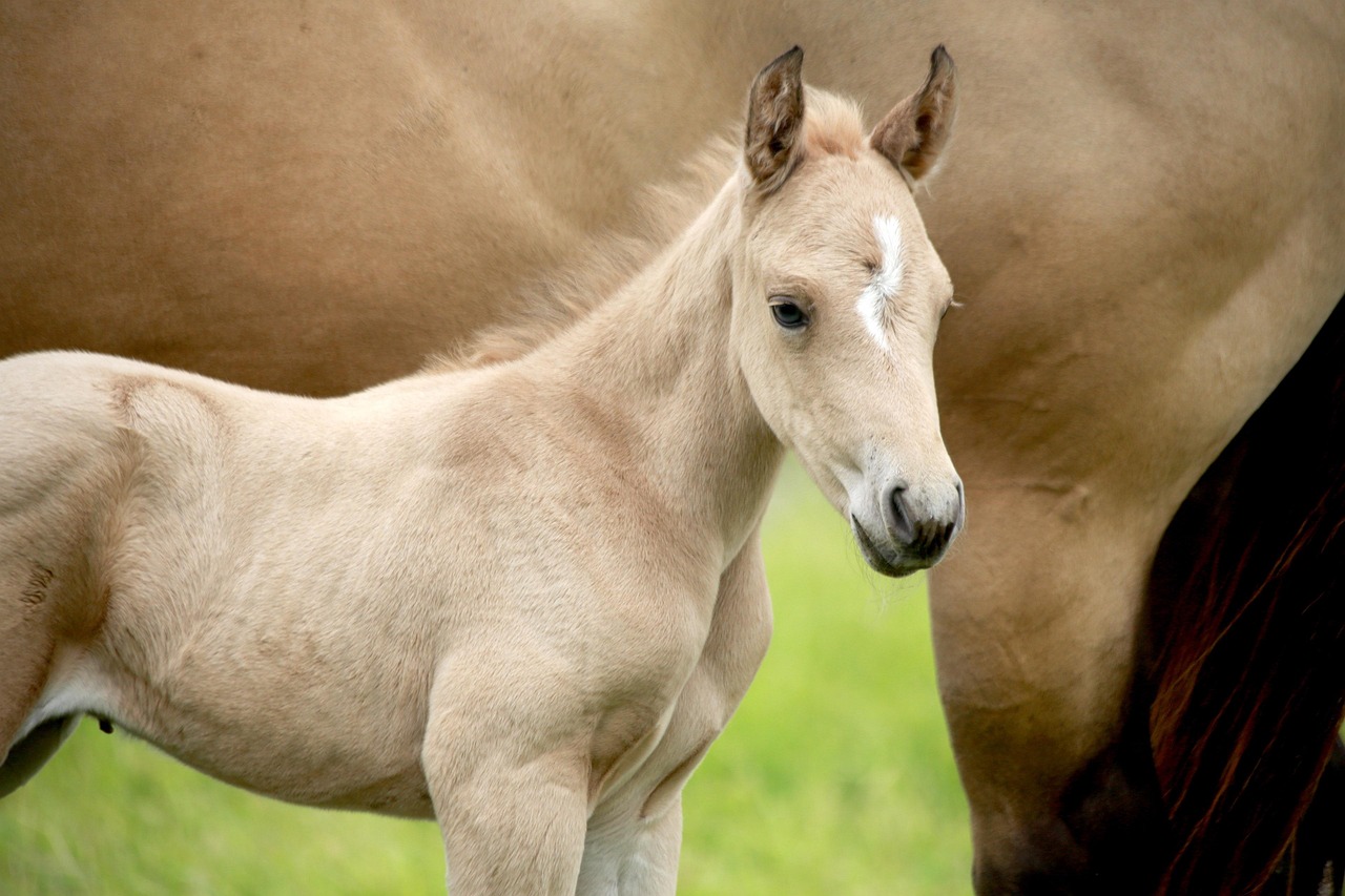 Foal Horse Animal Free Photo On Pixabay Pixabay