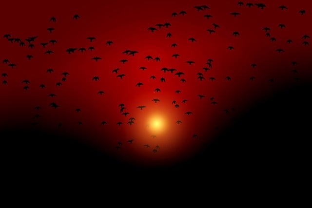 Aves, Ambiente Nocturno, Naturaleza, Sol