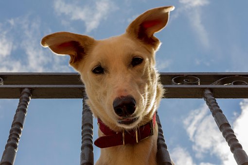 Hund, Dyr, Kæledyr, Hvalp, Maskot, Sød