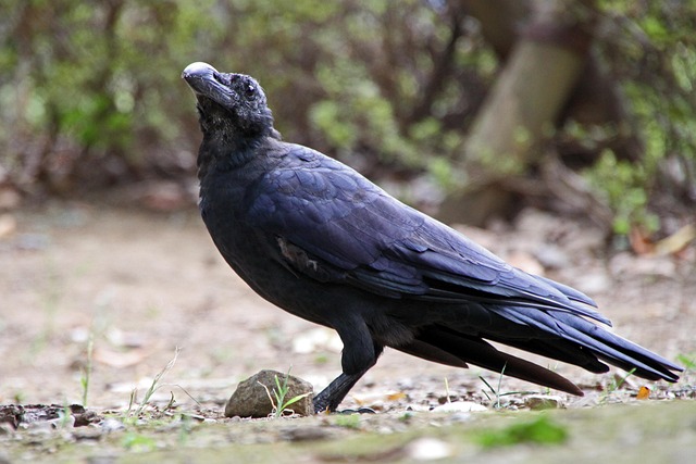 Crow Black Bird Free Photo On Pixabay Pixabay Crow 5758890 640