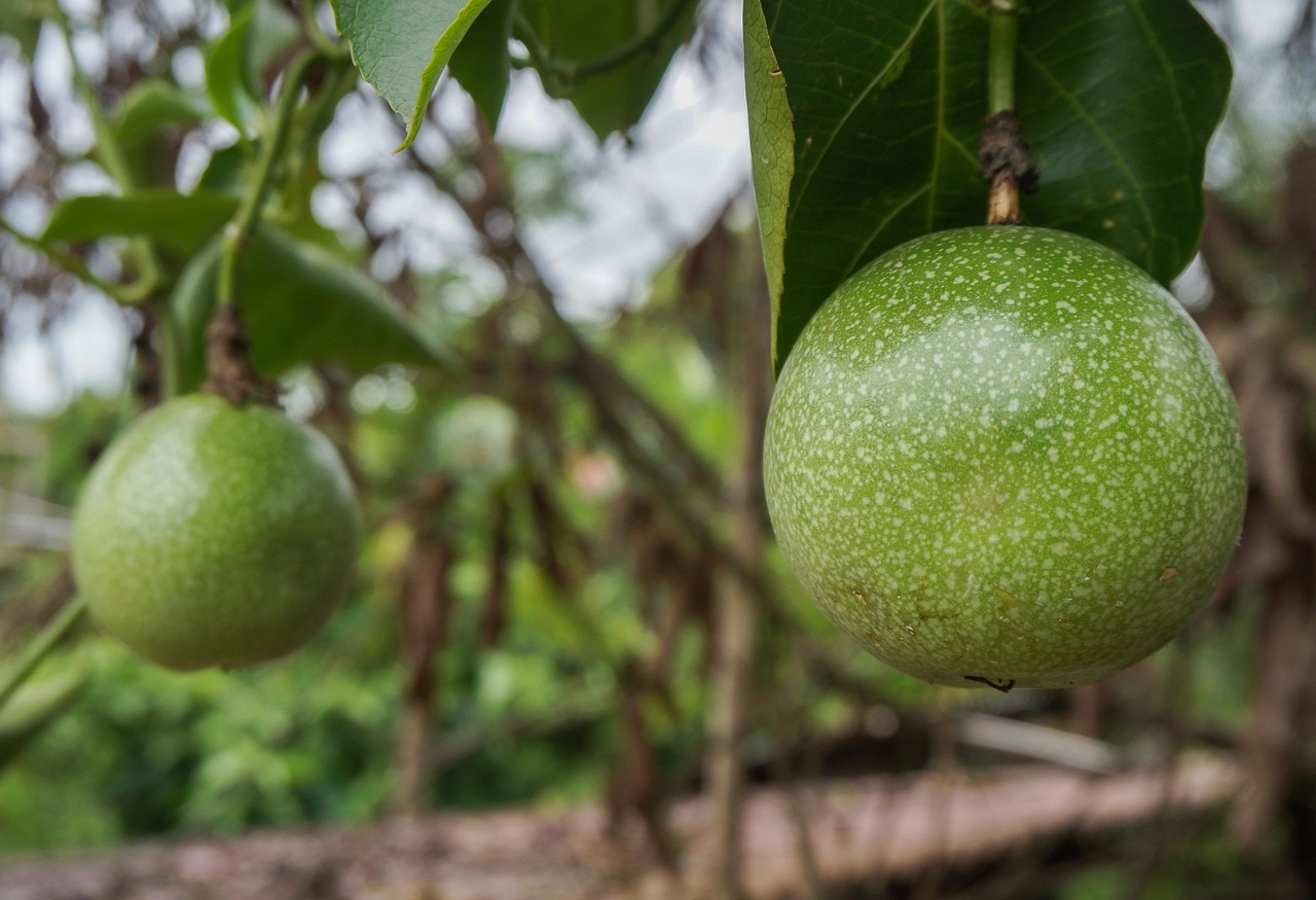 Passion Fruit Plant Tropical - Free photo on Pixabay - Pixabay