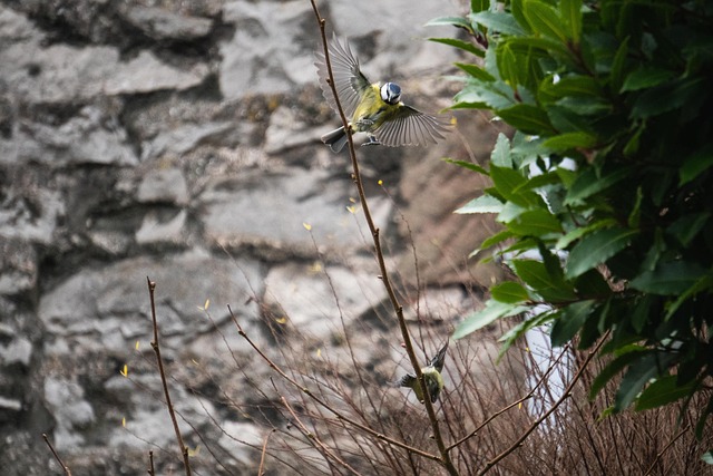 Free Bluetit Flying photo and picture