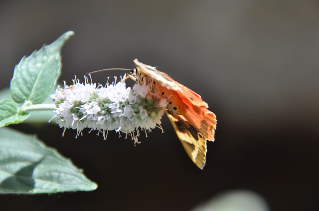 Free Butterfly Summer photo and picture