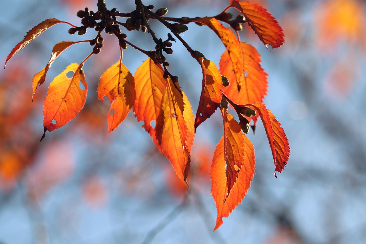 Autumn Leaves Foliage - Free photo on Pixabay