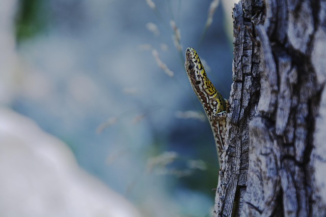 Eidechse, Baum, Rinde, Echse, Reptil