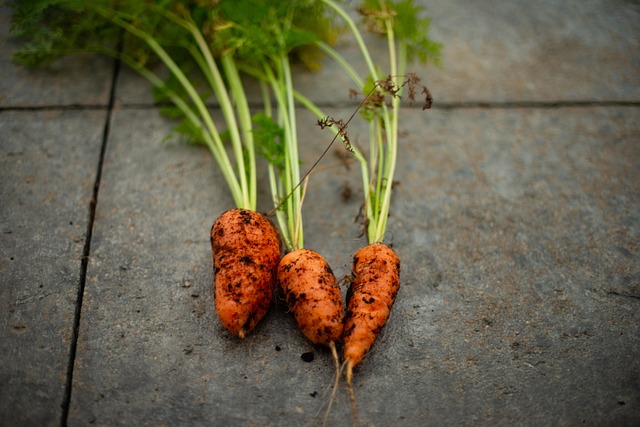 Free Carrot Garden photo and picture