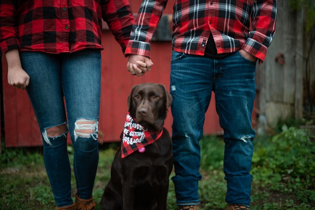 Free Lab Brown photo and picture