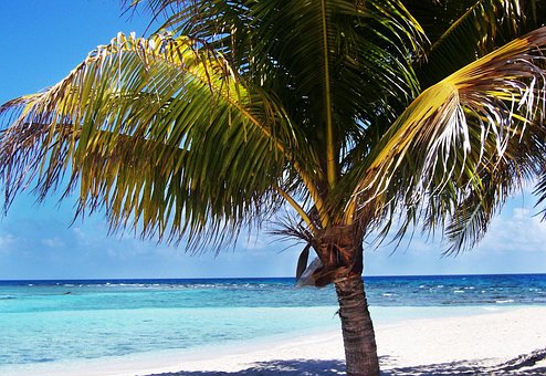 Palm, Palmboom, Paradijs, Tropisch