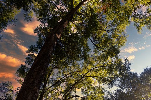 Árbol, Naturaleza, Bosque, Paisaje