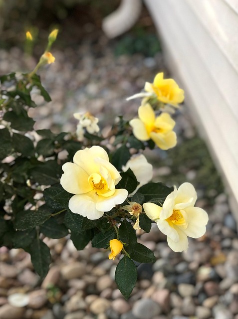 Free Yellow Rose photo and picture