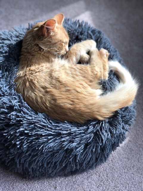 Free Cat Pet photo and picture